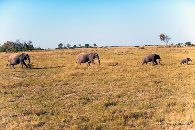 20090616_160851 D3 X1.jpg - Elephants